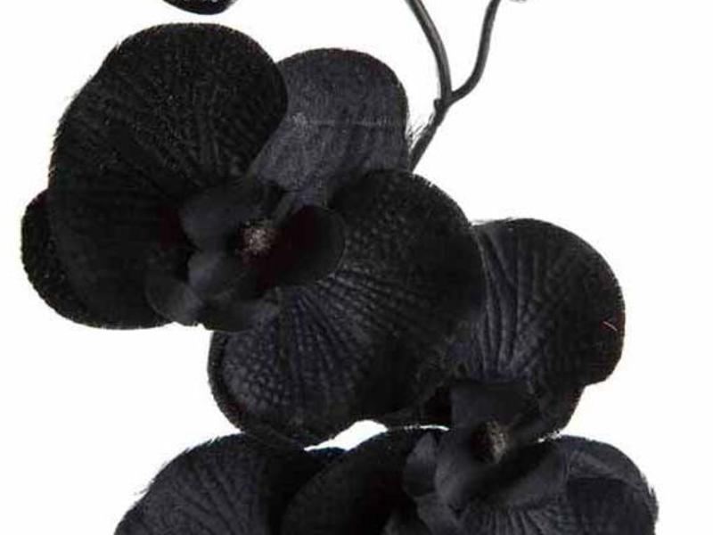 Sötét orchidea - hogyan kell gondozni