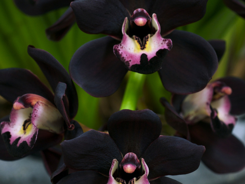 Orchids - mga lihim sa pangangalaga