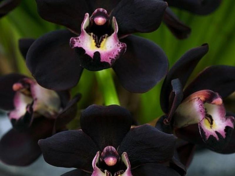 Mga uri ng mga itim na orchid