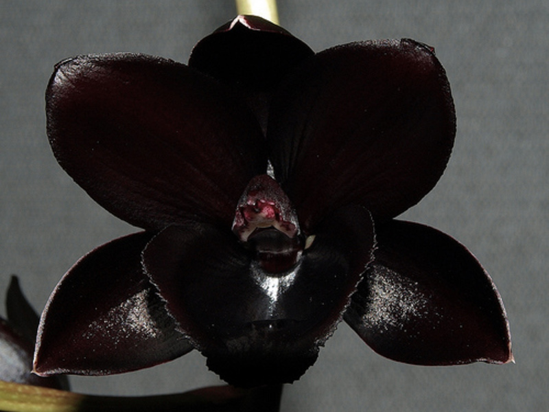 Orkidea kotona