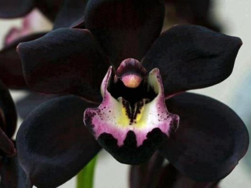 Description de la fleur d'orchidée noire