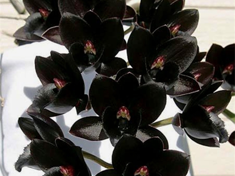 Peraturan penjagaan orkid