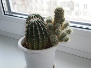 Speciale zorg voor de cactus