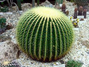 Kaktus doma