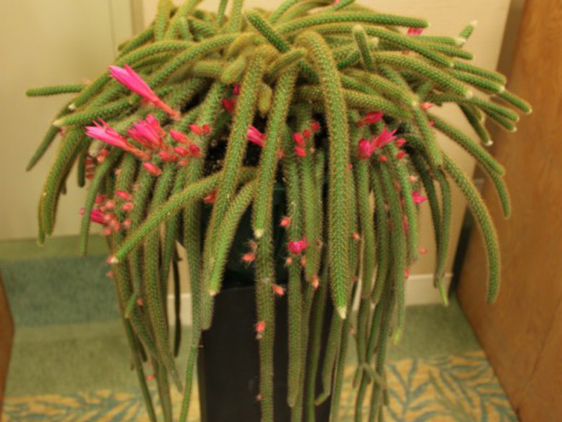 Regels voor het kweken van cactus.