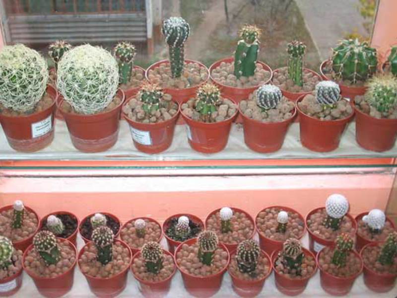 Al het plezier van cactussen