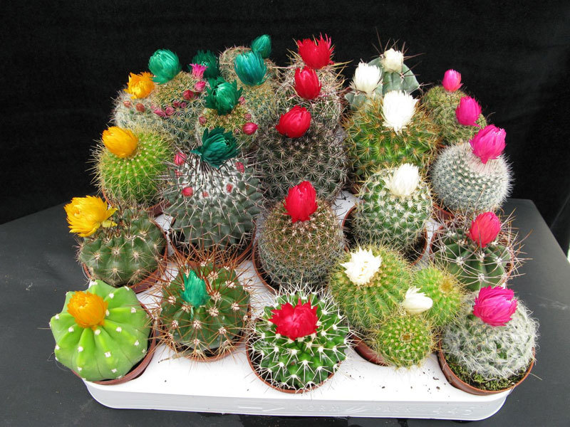 Reproductie van cactussen