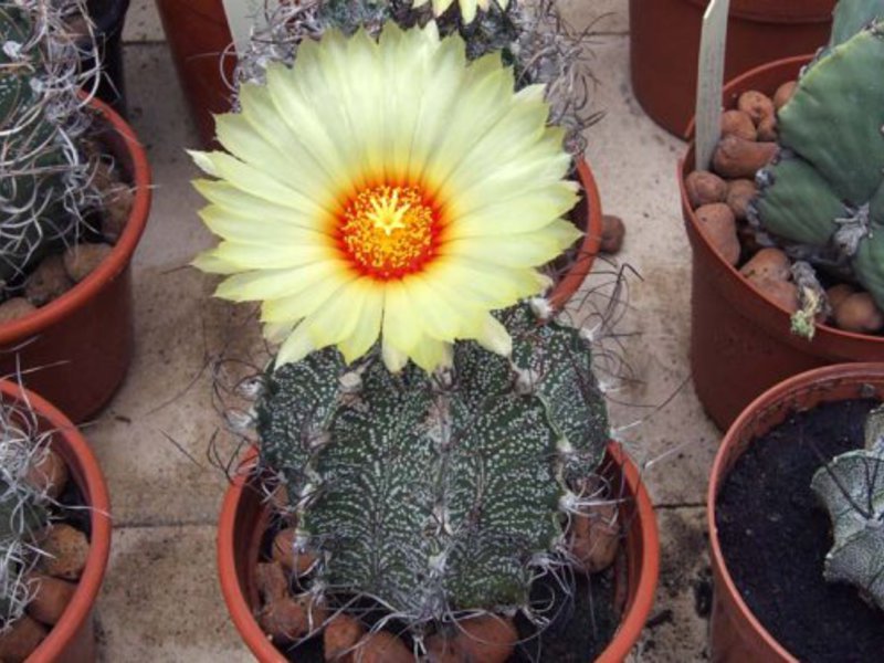 Hoe lang bloeit de cactus