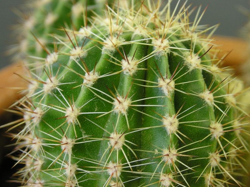 Un cactus a-t-il des propriétés médicinales?