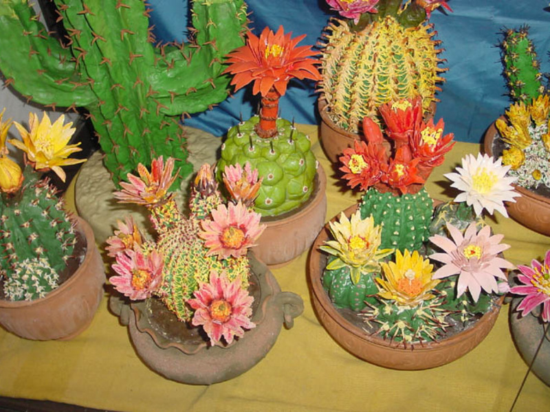 Come innaffiare correttamente un cactus