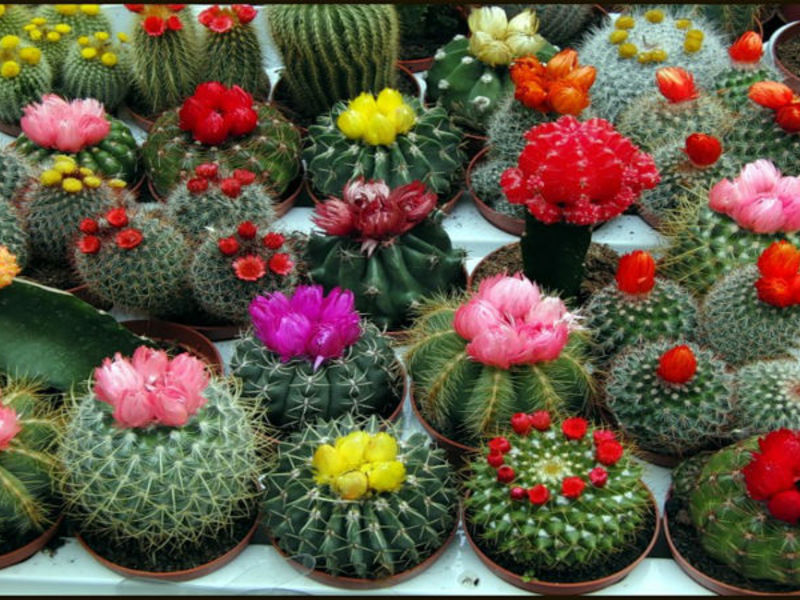 Paano pumili ng isang cactus