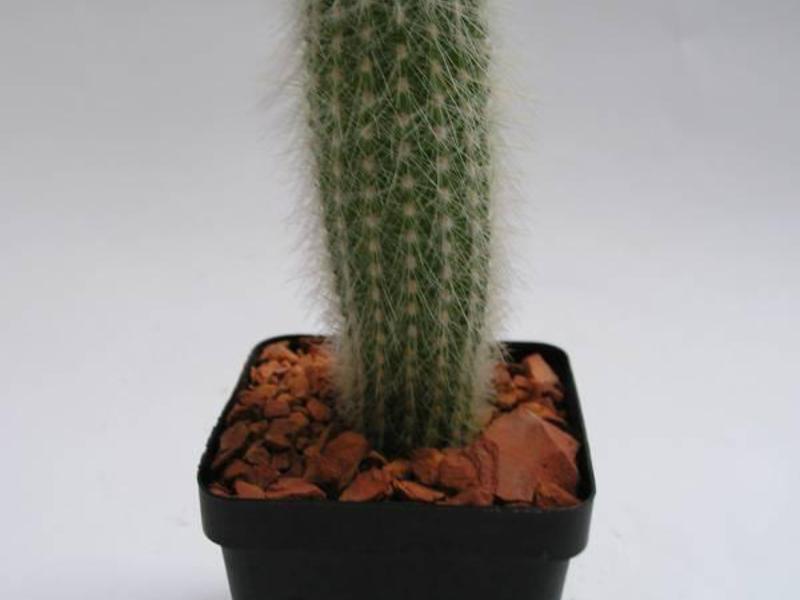 Quali sono i cactus