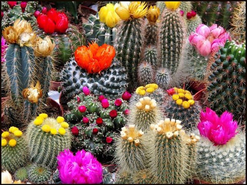 Paano mag-aalaga ng isang cactus sa bahay