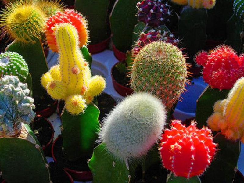 Doornige cactus