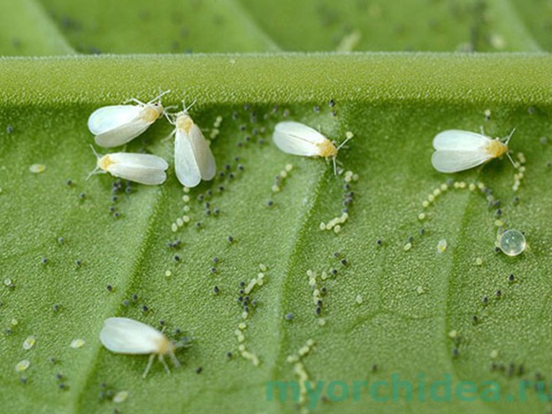 Mga insekto sa halaman