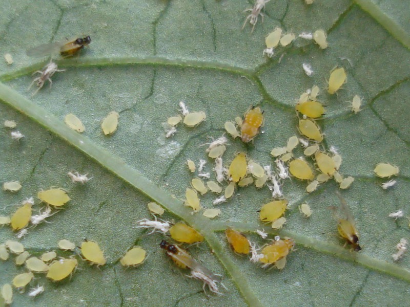 Blattläuse auf einem Blatt einer Pflanze