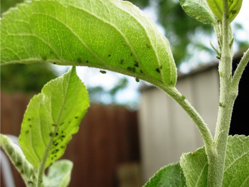 How to get rid of aphids