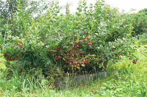 Description of gooseberry bushes and berries