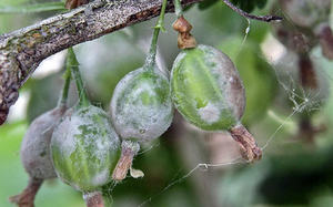 Possible gooseberry diseases and treatments