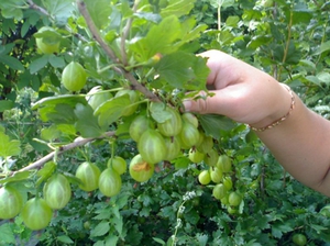 Mga sikat na varieties ng gooseberry