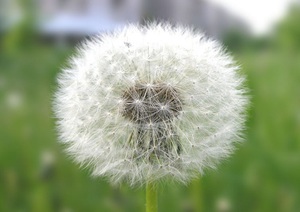 Interesting about dandelions
