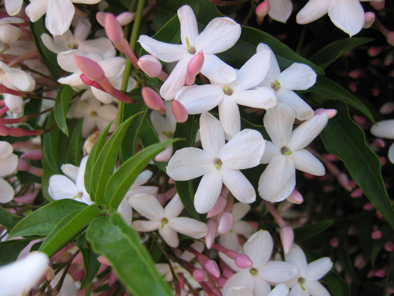 Jasmine propagation