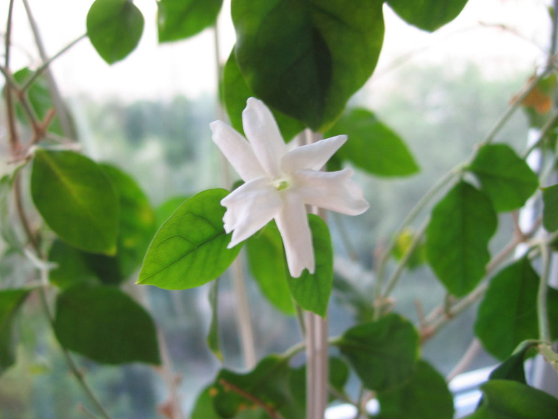 Paano mapalago ang jasmine