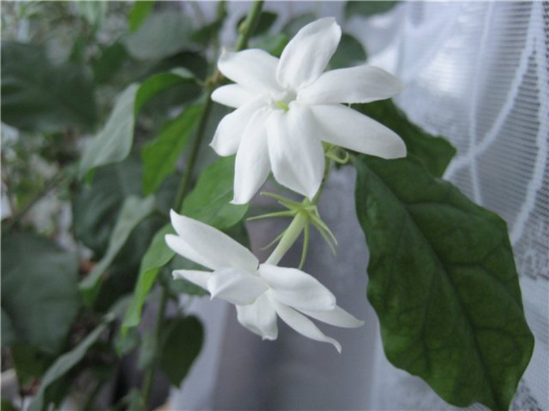 Jasmine - species