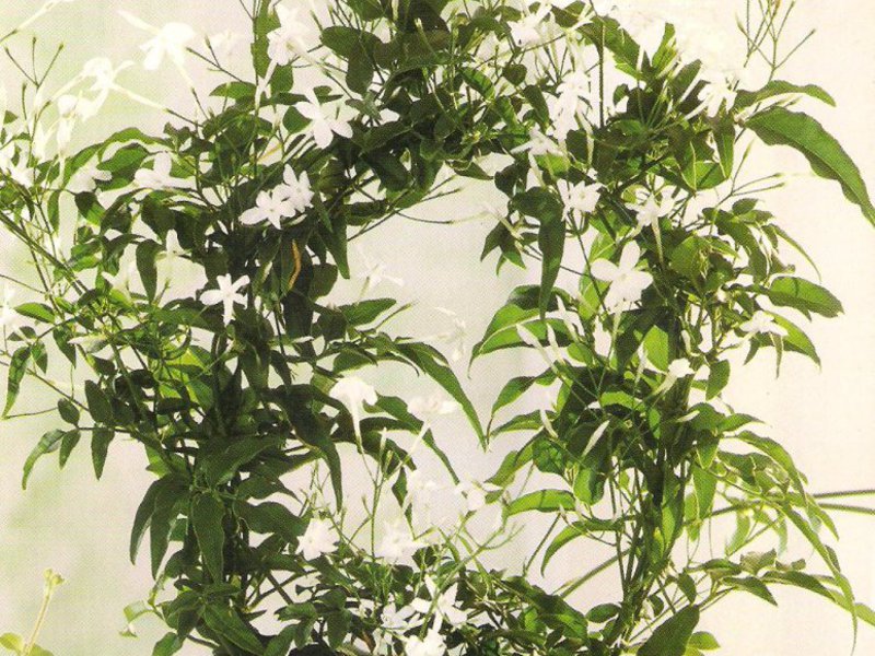 Paano mag-aalaga ng homemade jasmine