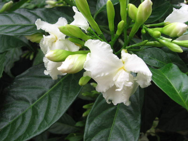 Houseplant jasmine