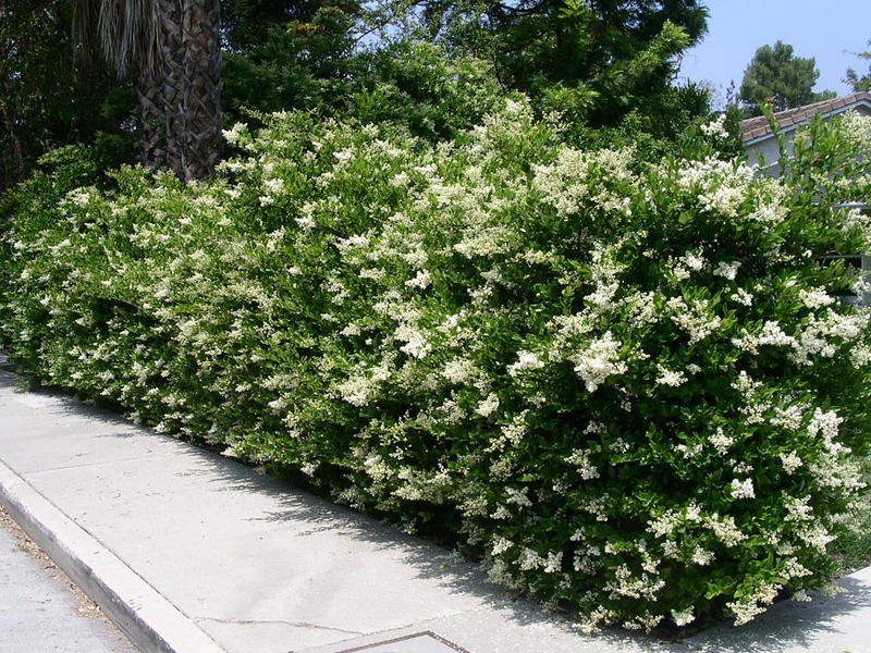 Paano lumalaki ang isang privet bush