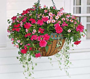 نباتات Ampel لتزيين الشرفة أو الشرفة