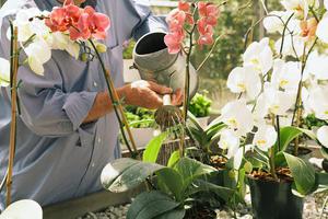 Funktioner av att vattna blommande orkidéer hemma