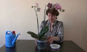 Tippek tapasztalt virágkötőktől, hogyan kell otthon megfelelően öntözni az orchideákat
