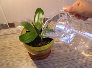 The nuances of choosing water for watering orchids