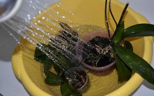 Beschrijving van manieren om orchideeën thuis water te geven