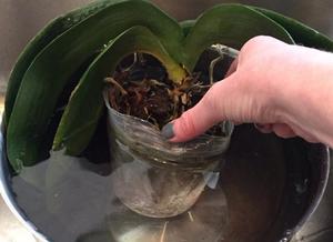 Orchidėjų laistymo panardinant į vandenį taisyklės