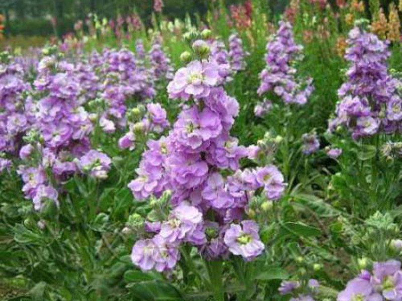 Αρωματικά λουλούδια mattiola