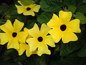 Sárga tunbergia virágok