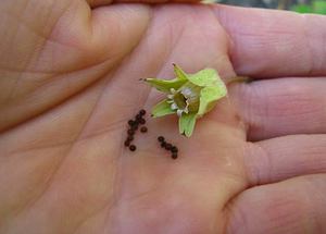 Suggerimenti di coltivatori esperti su come scegliere i giusti semi di primula