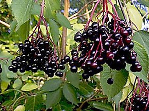 Μαύρο φυτό elderberry