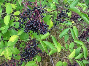 Paano ginagamit ang itim na elderberry