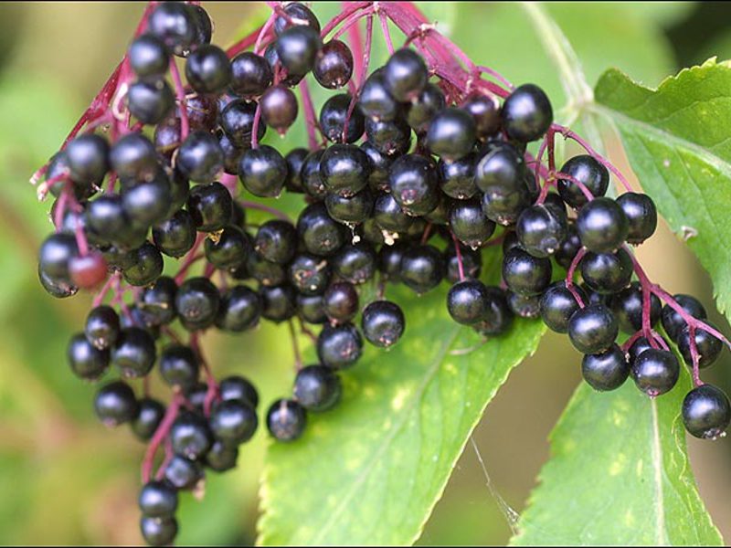 Adakah elderberry hitam berbahaya