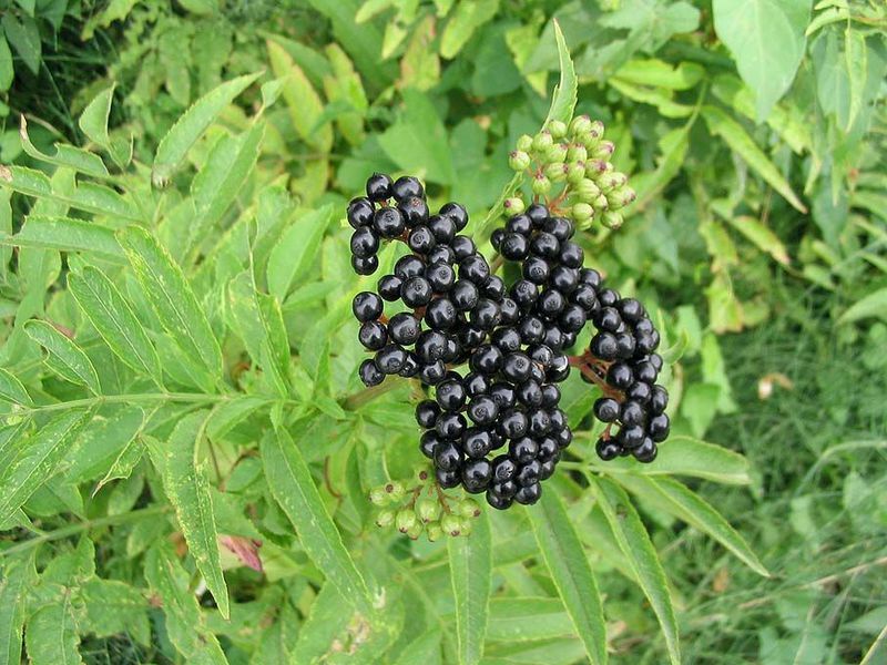 Τι ιδιότητες έχει το elderberry;