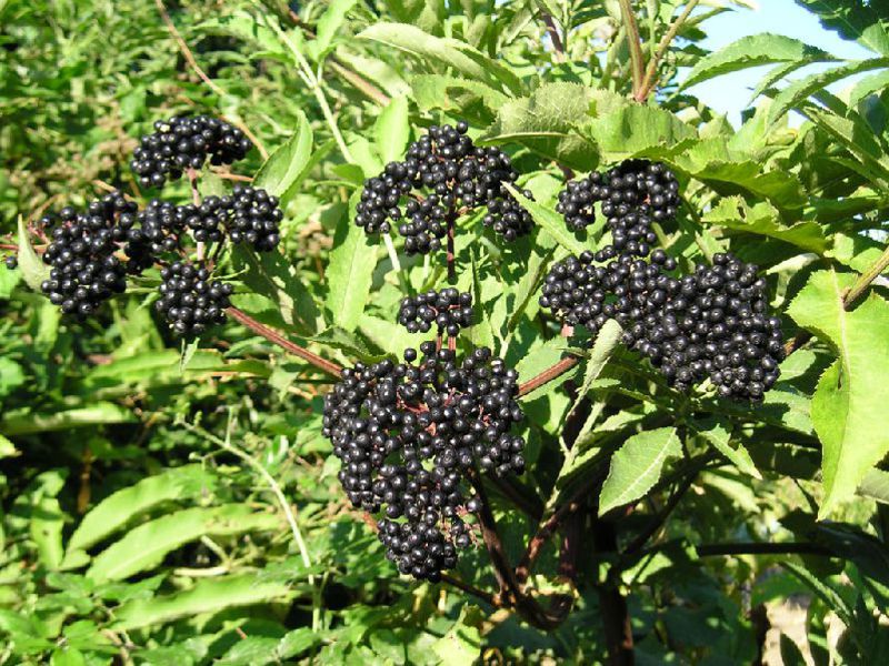Varieti elderberry hitam