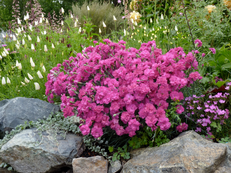 How to plant a carnation