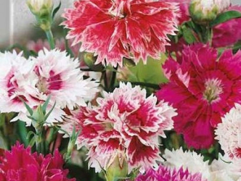 Hoa cẩm chướng trung quốc Terry