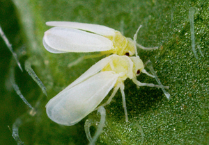 Lutando contra a mosca branca em plantas de interior