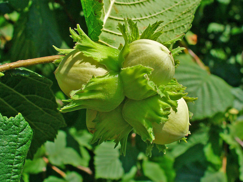 Hazelnoot fruit