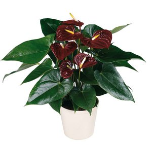 Anthurium er en af ​​de mest berømte tropiske arter